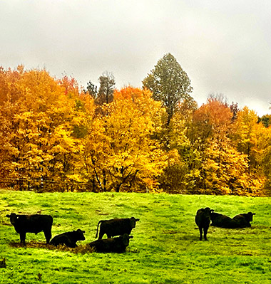 Cows In The Fall