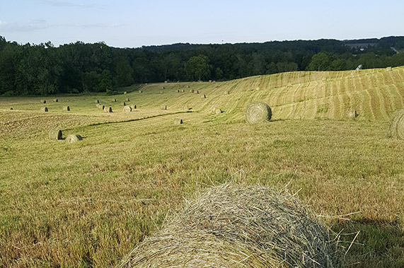 Fresh hay for our Wagyu cattle