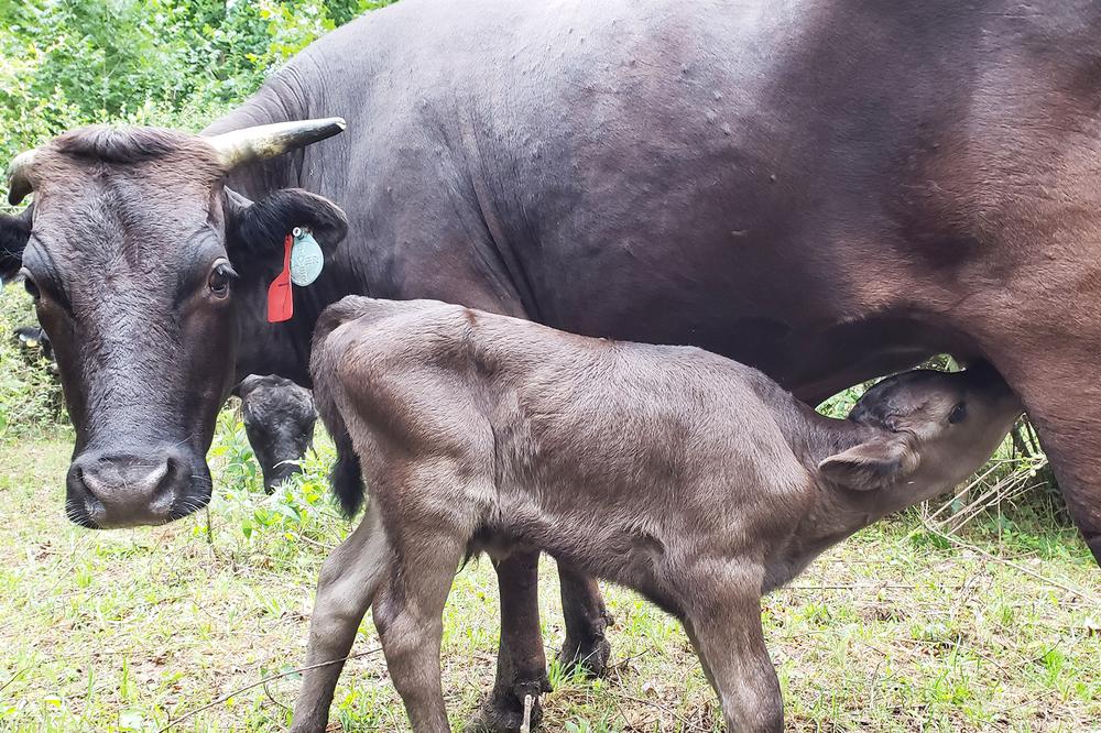A calf nursing in the pasture
