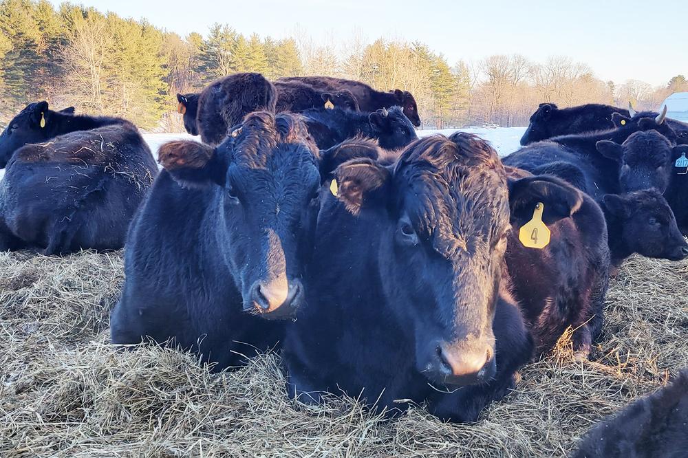 A group of cows laying down in the pasture